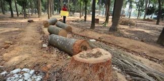 সোহরাওয়ার্দী উদ্যানে গাছ কাটা বন্ধে আইনি নোটিস, আনা হবে আদালত অবমাননার অভিযোগ